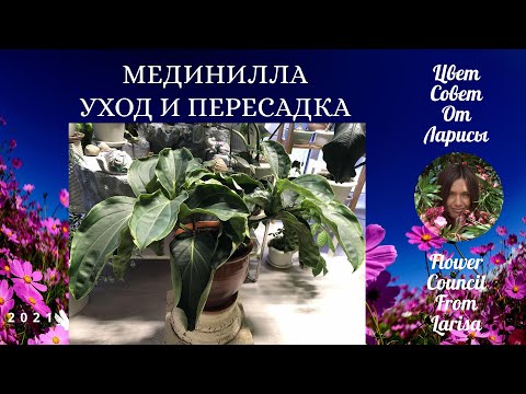 МЕДИНИЛЛА УХОД И ПЕРЕСАДКА 4К