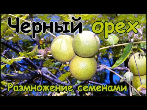 Черный орех - размножение семенами - стратификация и посадка орехов