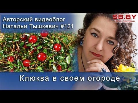 Клюква в своем огороде