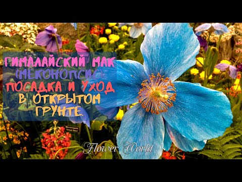 Гималайский мак (меконопсис): посадка и уход в открытом грунте.🌷