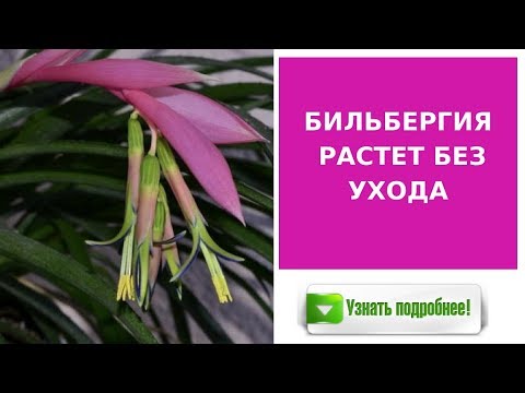 Бильбергия. Выращиваем без особого ухода!