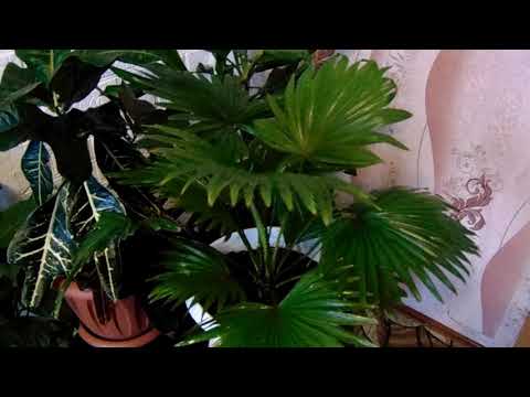 Выращивание и уход в домашних условиях за пальмой Ливистона с веерообразной формой листа