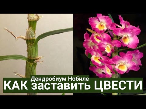 орхидея ДЕНДРОБИУМ после цветения и КАК ЗАСТАВИТЬ ЦВЕСТИ Dendrobium nobile