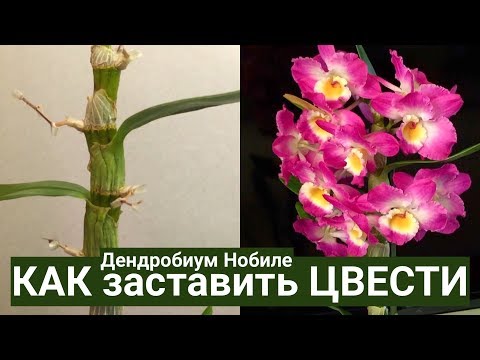 Как ухаживать за орхидеей в домашних условиях