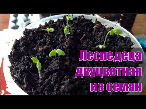 Леспедеца двуцветная семенами