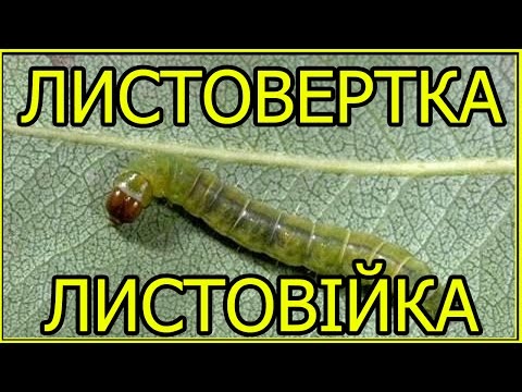 ЯБЛОНЕВАЯ ЛИСТОВЕРТКА. Вред и способы борьбы.