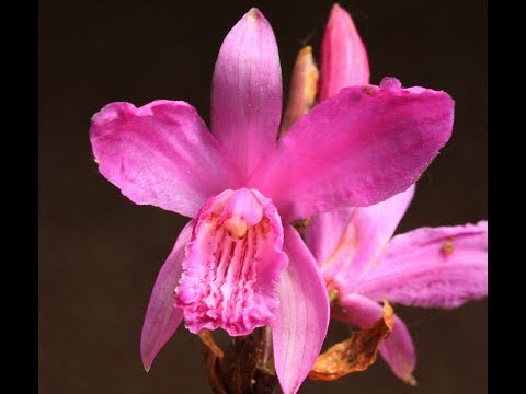 Орхидея Блетилла