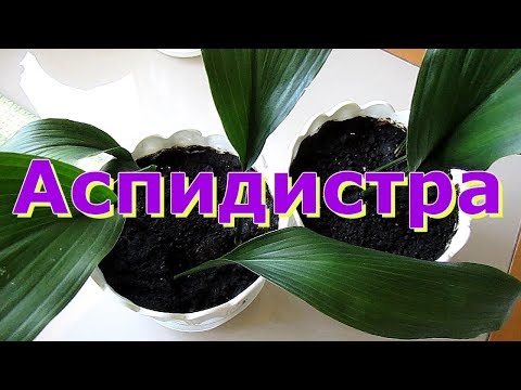 Моя аспидистра (много слов))