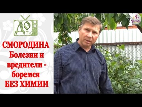 ЧЁРНАЯ и КРАСНАЯ СМОРОДИНА. Болезни и вредители - боремся БЕЗ ХИМИИ