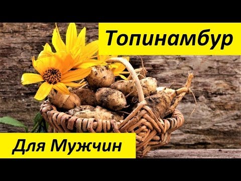 Топинамбур - Полезные Свойства. Земляная Груша. Польза и Вред