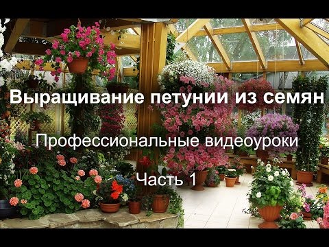 Петуния, выращиваем без ошибок. Часть1