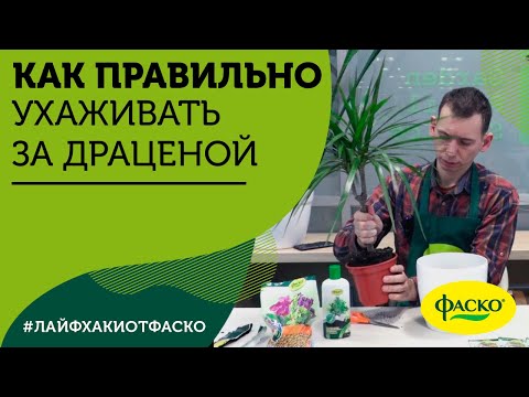 Как правильно ухаживать за драценой