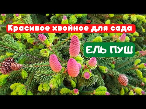 ЕЛЬ ПУШ. Эффектное хвойное растение для сада. Picea abies Pusch