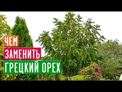 МАНЬЧЖУРСКИЙ ОРЕХ 🌳 Достойная замена грецкого ореха в средней полосе / Садовый гид