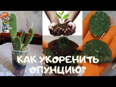 Как укоренить неприхотливый быстрорастущий кактус опунцию (Opuntia)? Размножение черенками
