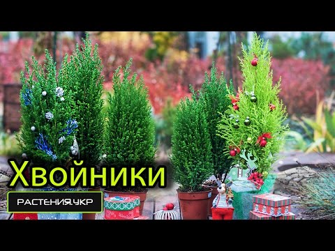 Экскурс по хвойникам. Кипарисовик / Digression on ephedra. Cypress