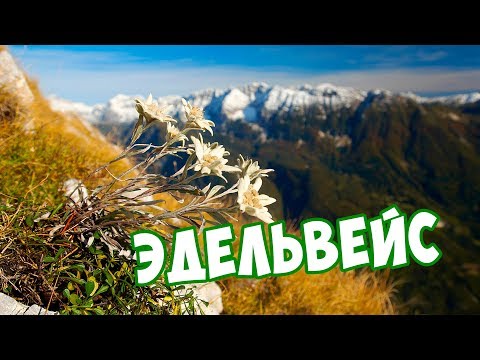 Эдельвейс 💮 Легендарный Цветок 💮 Многолетний Цветок