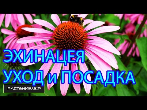 Эхинацея посадка и уход / выращивание эхинацеи из семян