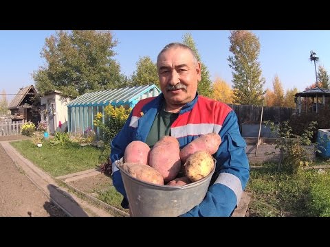 Посадка картофеля Способ посадки картофеля для получения высокого урожая От А до Я