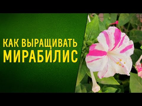 Чудесный ароматный цветок мирабилис. Как вырастить из семян