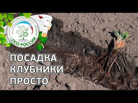 Посадка клубники весной. Как посадить рассаду земляники весной.