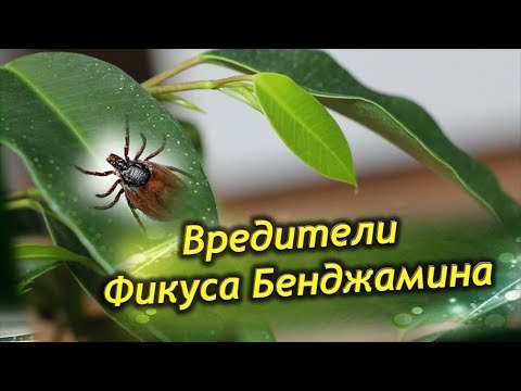 Вредители Фикуса Бенджамина! Как бороться с вредителями Фикуса!