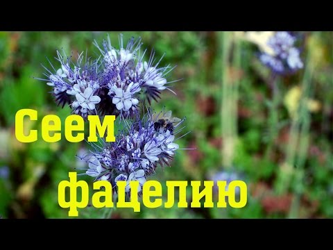 Сеем фацелию