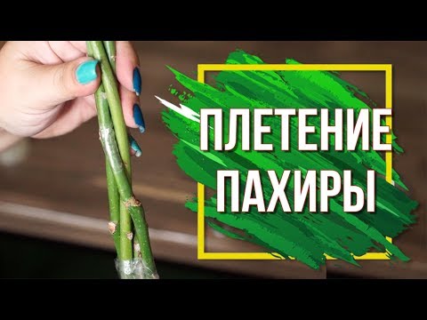 Плетение Пахиры ✔️ Как Правильно Плести Пахиру Акватику ✔️ Пахира Домашняя