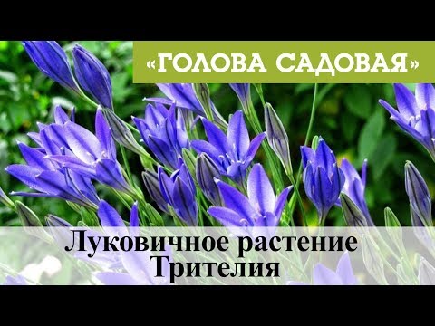 Голова садовая - Луковичное растение Трителия