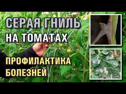 СЕРАЯ ГНИЛЬ НА ТОМАТАХ - ПРОФИЛАКТИКА БОЛЕЗНЕЙ ПОМИДОРОВ