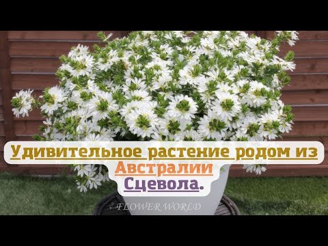 Удивительное растение родом из Австралии (Сцевола)🥰