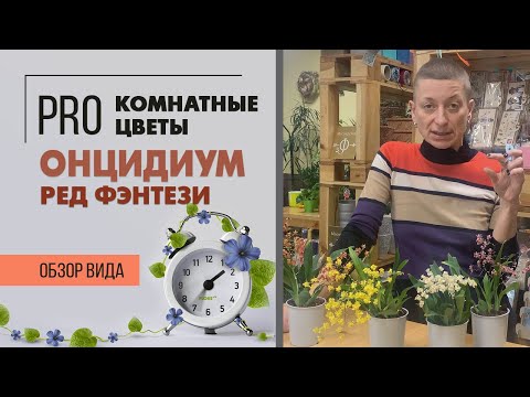 Орхидея Онцидиум - комнатное растение для дома и души. Что скрывается за названием Ред Фэнтези?