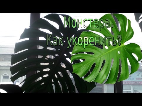 Монстера. Укоренение черенка монстеры.