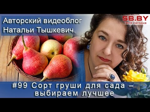 Самые вкусные сорта груш для сибири фото с названием и описанием