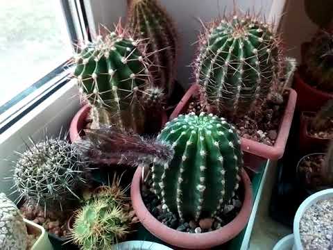 Как получить семена? Цветение, опыление эхинопсисов ( Echinopsis hybr.)