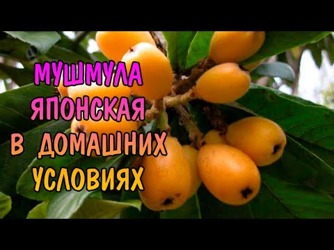 МУШМУЛА ЯПОНСКАЯ В ДОМАШНИХ УСЛОВИЯХ Eriobotrya japonica