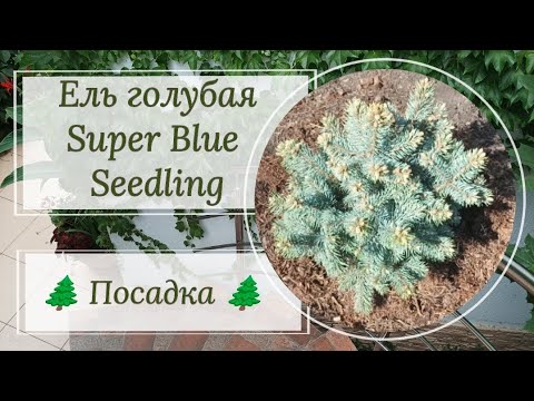 Ель колючая голубая Super Blue Seedling. 🌲Посадка в грунт. 🌲