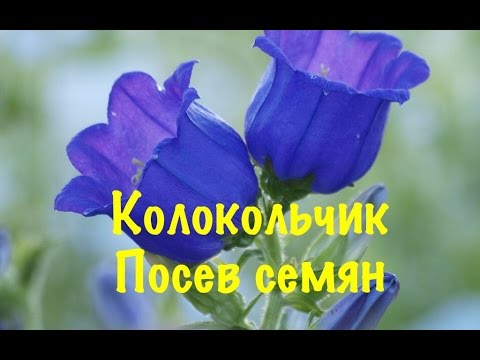 КОЛОКОЛЬЧИК. ПОСЕВ СЕМЯН КОЛОКОЛЬЧИКА НА РАССАДУ.