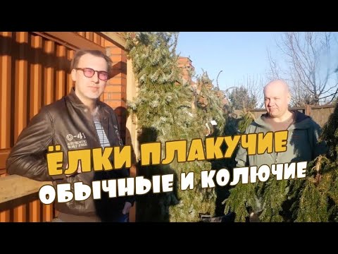 Ель пендула брунс фото и описание