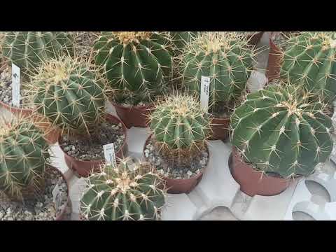 Ферокактусы.Какие бывают виды,изучаем.Теплица М.Уллига.Ferocactus330