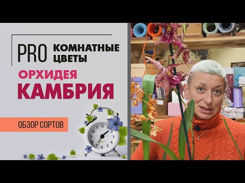 Камбрия - экзотическая орхидея | Гибрид брассии, мильтонии и других орхидей | Как ухаживать