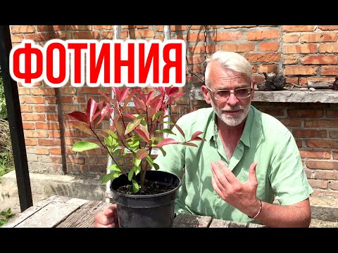 Фотиния Фрезера Red Robin / Посадка и уход / Игорь Билевич