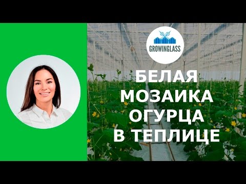 Белая мозаика огурца