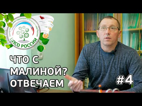 #4 ЧТО С МАЛИНОЙ??? Вредители малины, МАЛИННАЯ МУХА, МАЛИННЫЙ ЖУК на ремонтантной малине.