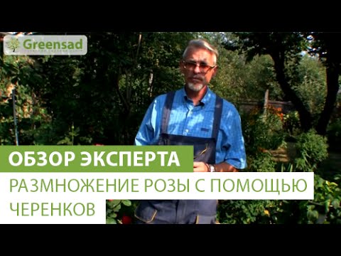 Размножение розы с помощью черенков