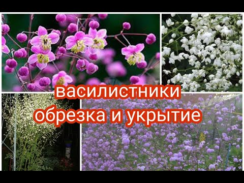 ВАСИЛИСТНИКИ. ОБРЕЗКА И УКРЫТИЕ ВАСИЛИСТНИКОВ.