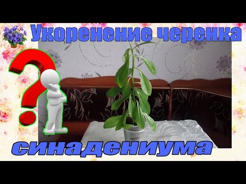 Синадениум: как ухаживать в домашних условиях, способы размножение