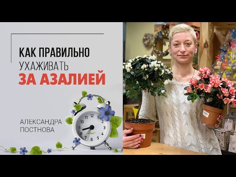 Азалия комнатная