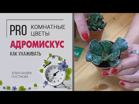 Суккуленты бывают разные | Адромискус - необыкновенный суккулент | Знакомство