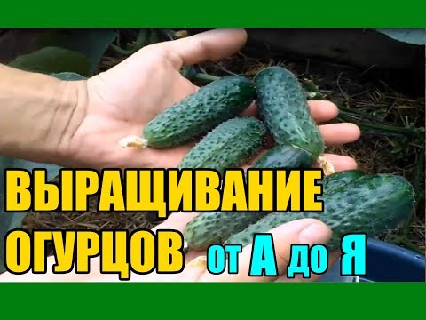 Выращивание огурцов от А до Я